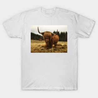 Scottish Highland Cattle Cow 2168 T-Shirt